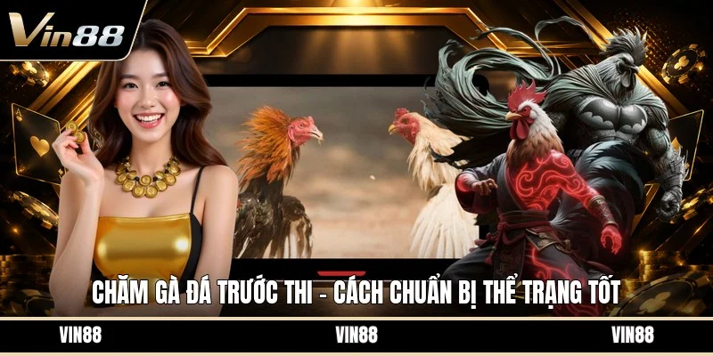 Chăm gà đá trước thi