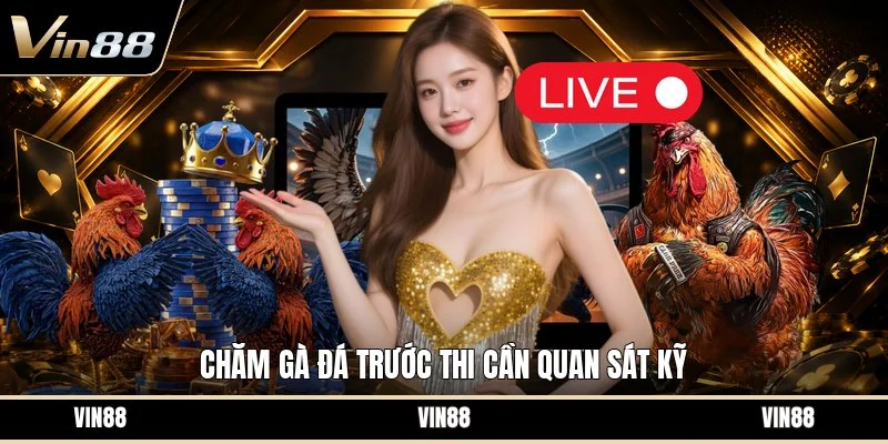 Chăm gà đá trước thi cần quan sát kỹ