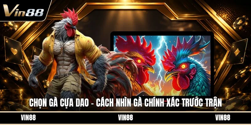 Chọn gà cựa dao
