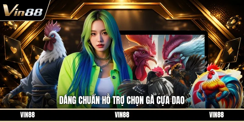 Dáng chuẩn hỗ trợ chọn gà cựa dao