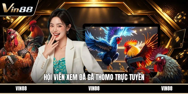 Hội viên xem đá gà thomo trực tuyến
