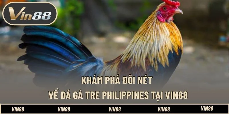 Khám phá đôi nét về đá gà tre Philippines tại VIN88 Khám phá đôi nét về đá gà tre Philippines tại VIN88
