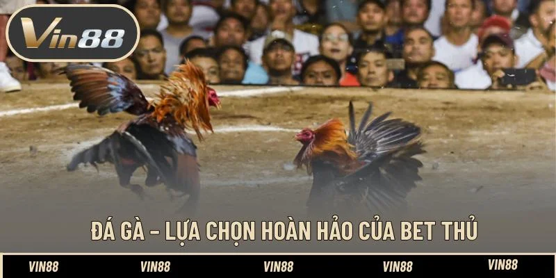 Đá gà – Lựa chọn hoàn hảo của bet thủ