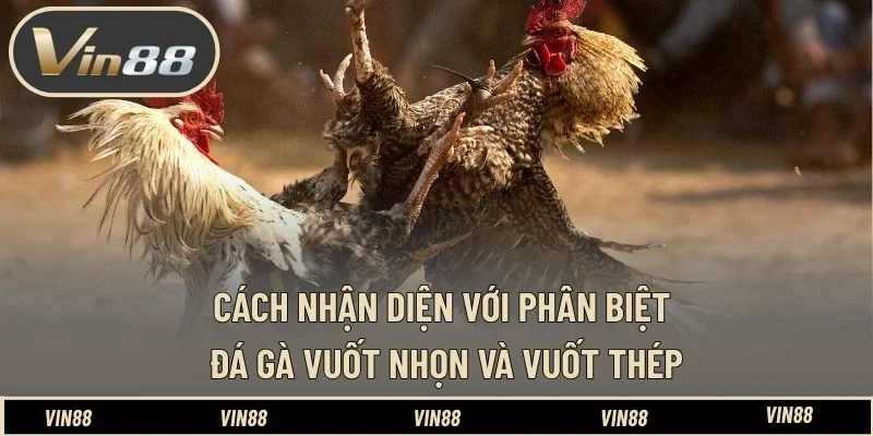 Cách nhận diện với phân biệt đá gà vuốt nhọn và vuốt thép Cách nhận diện với phân biệt đá gà vuốt nhọn và vuốt thép