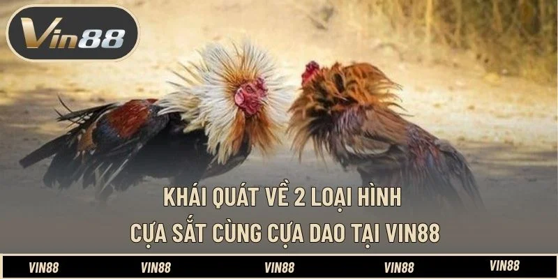 Khái quát về 2 loại hình cựa sắt cùng cựa dao tại VIN88 Khái quát về 2 loại hình cựa sắt cùng cựa dao tại VIN88