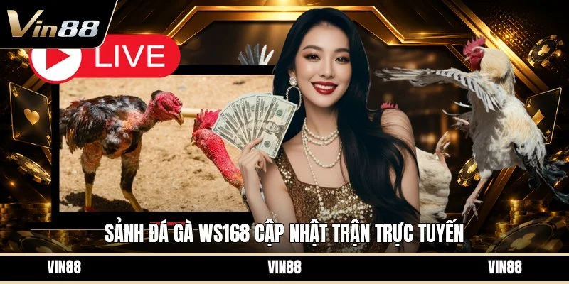 Sảnh đá gà ws168 cập nhật trận trực tuyến