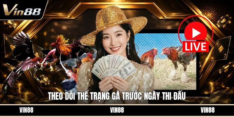 Theo dõi thể trạng gà trước ngày thi đấu