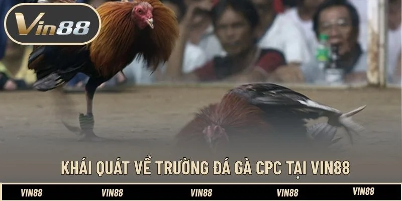 Khái quát về trường đá gà CPC tại VIN88 Khái quát về trường đá gà CPC tại VIN88
