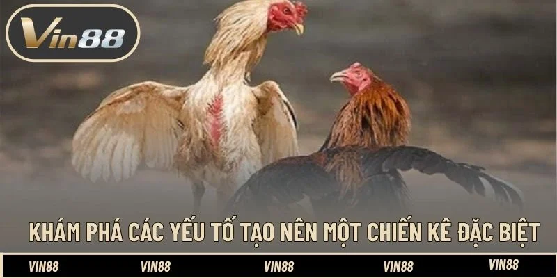 Khám phá các yếu tố tạo nên một chiến kê đặc biệt Khám phá các yếu tố tạo nên một chiến kê đặc biệt