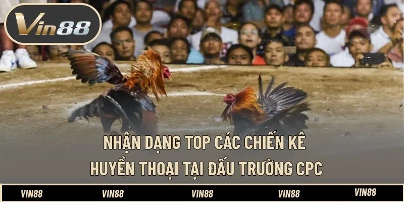 Nhận dạng top các chiến kê huyền thoại tại đấu trường CPC Nhận dạng top các chiến kê huyền thoại tại đấu trường CPC