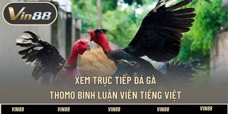 Xem trực tiếp đá gà Thomo bình luận viên tiếng việt mới nhất Xem trực tiếp đá gà Thomo bình luận viên tiếng việt mới nhất